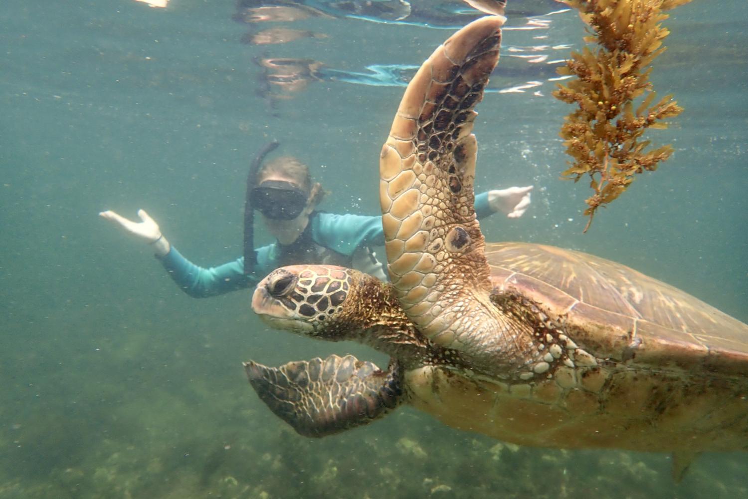 一名<a href='http://7fix.ngskmc-eis.net/'>bv伟德ios下载</a>学生在Galápagos群岛游学途中与一只巨龟游泳.